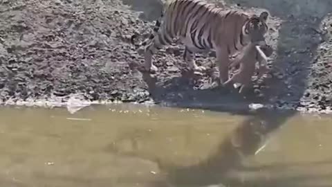 Tiger Attack on Little Deer