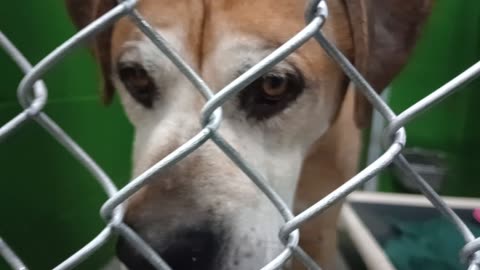 Scrappy 8y Pet Id 949672 kennel 2 HSSAZ shelter he's feeling more adjusted, cared 4 loved20251121834