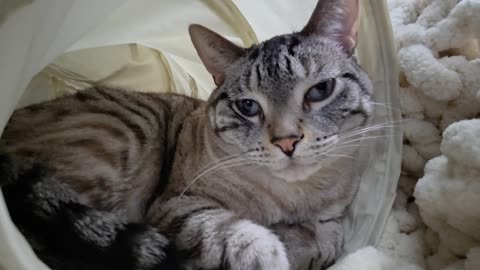 Cat Relaxing in Her Favorite Spot: Ultimate Cozy Vibes