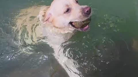 #How did this dog do it? 🤔