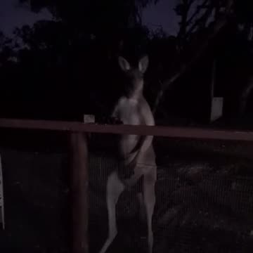 Kangaroo diaries only in Australia