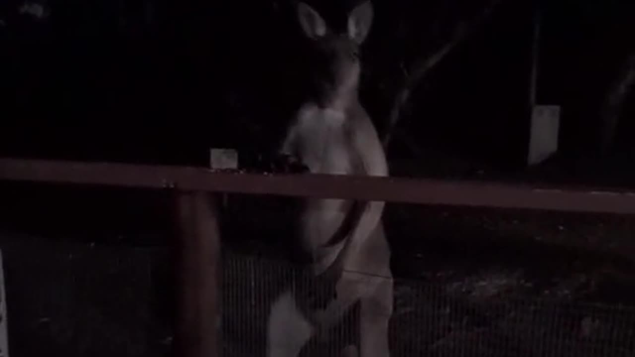 Kangaroo diaries only in Australia