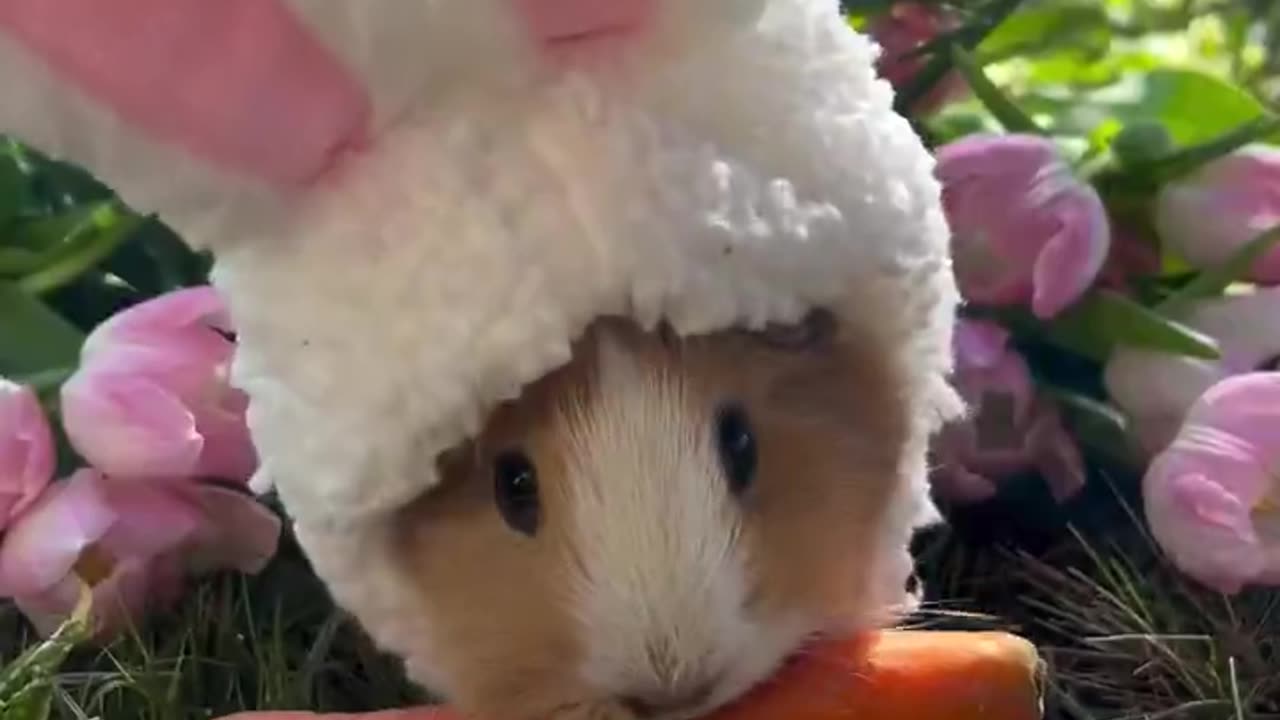 Easter Piggy time!!!