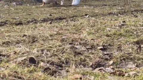 funny & cute animals