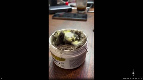 Baby birds: I just learnt something new today… and I’m shocked