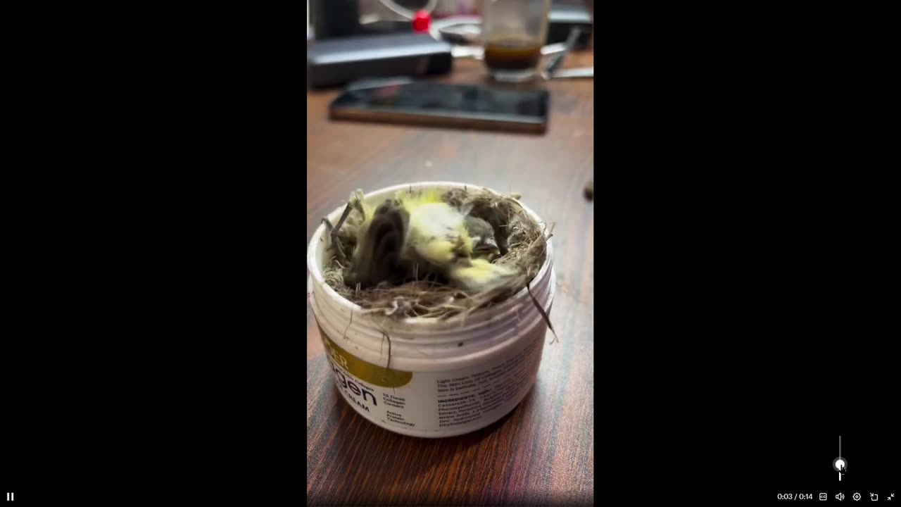 Baby birds: I just learnt something new today… and I’m shocked