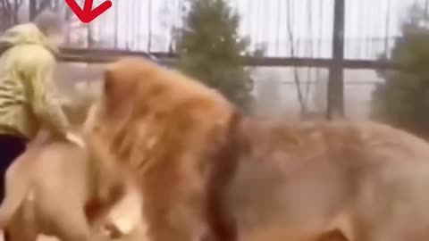 Big lion Attacked