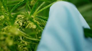 🎬 Align with Cannabinoids: Your Wellness Connection