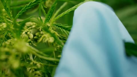 🎬 Align with Cannabinoids: Your Wellness Connection