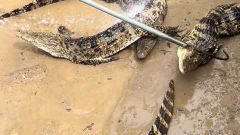 Oh, what a magical hook