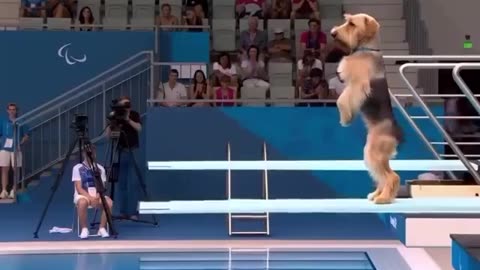 Dogs jumping in the pool