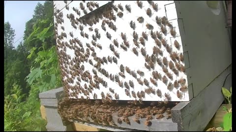 Bee Break #20