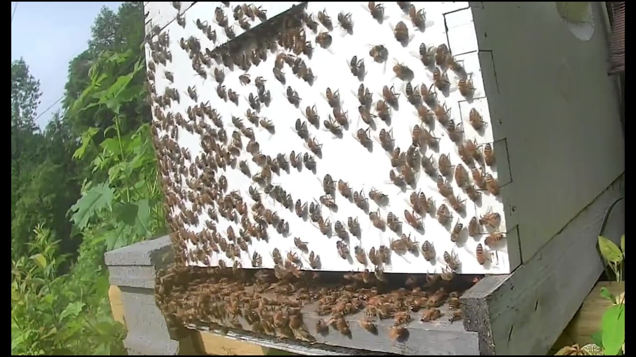 Bee Break #20