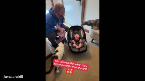 When your cat meets their new LIFE CO WORKER