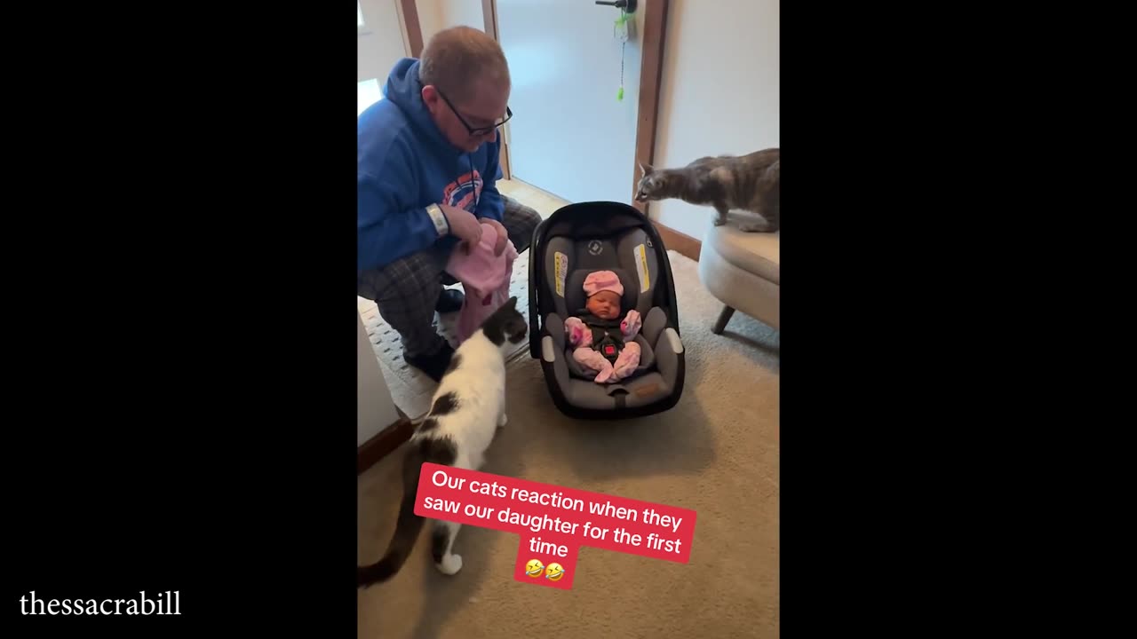 When your cat meets their new LIFE CO WORKER