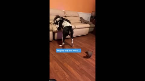 The Menace Dog😂🤣Funnymoments😂