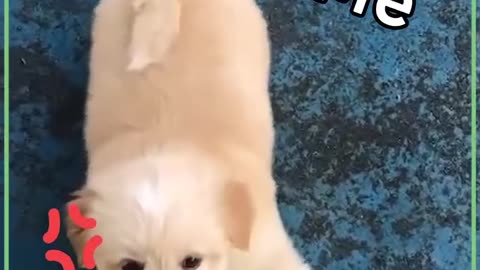 FUNNY DOG ACTS|CUTE AND ADORABLE DOGS