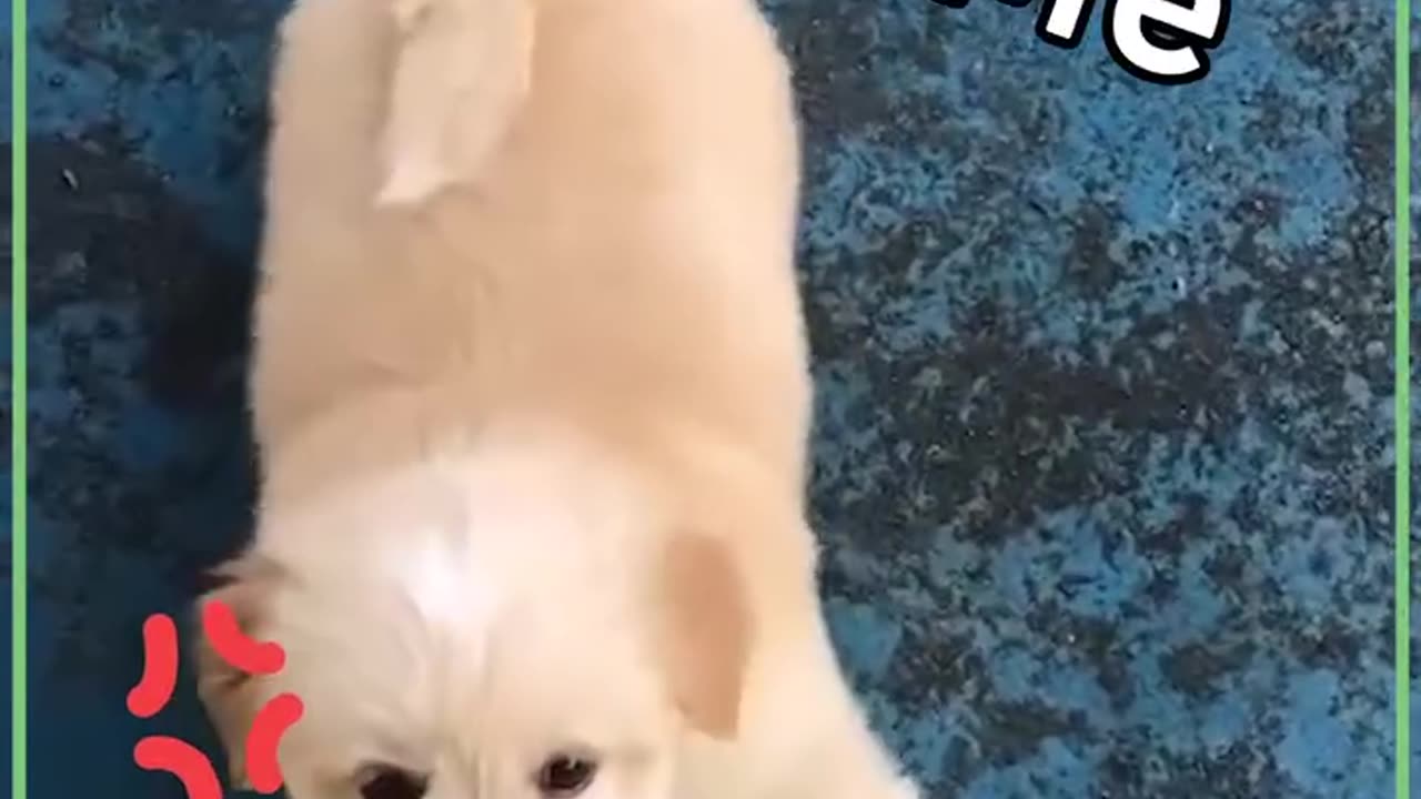 FUNNY DOG ACTS|CUTE AND ADORABLE DOGS
