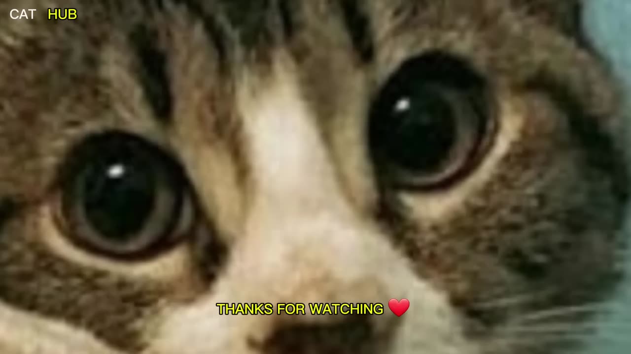 Cats make the rules(1080P_HD)
