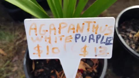 Whats Available at the market 21/12/2026 Tooradin