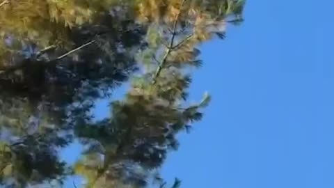 Plane seen falling from sky before crashing in Bath Township, Michigan, killing 3 people.