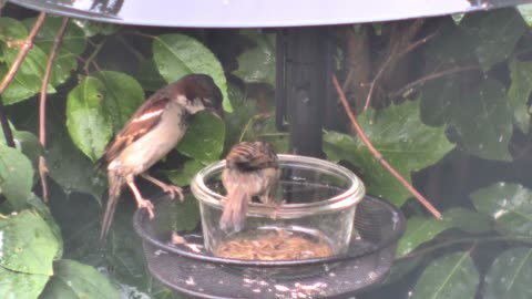 Sparrow Learns to Eat Mealworms