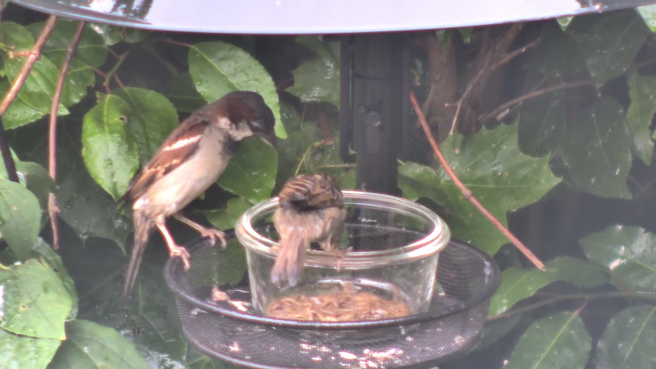 Sparrow Learns to Eat Mealworms