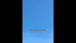 A massive locust invasion is sweeping across Ukraine - Biblical