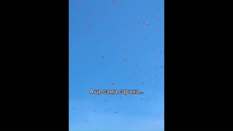 A massive locust invasion is sweeping across Ukraine - Biblical