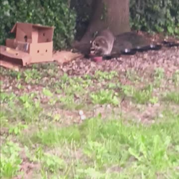 Raccoon eating