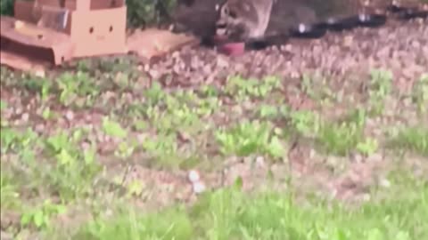 Raccoon eating