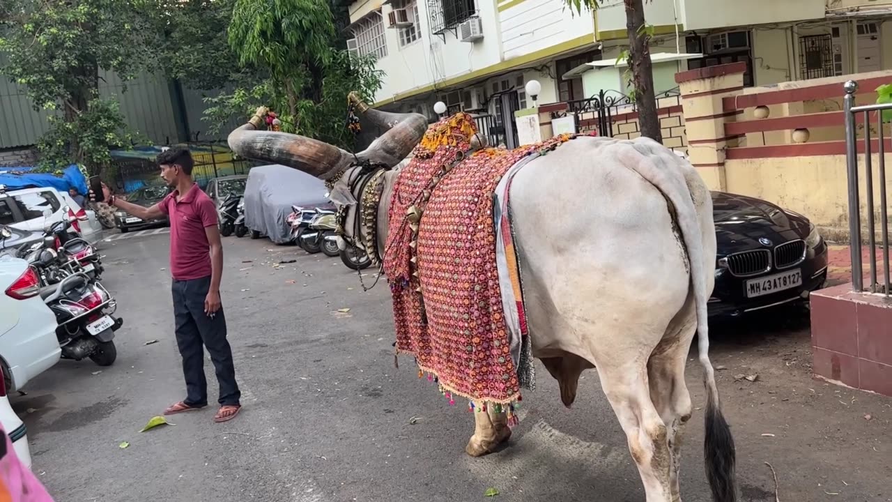 Mumbai Holy Cow and Bar Scenes