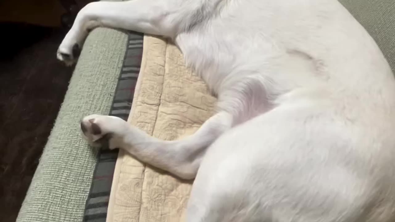 Don’t Bother Me! Labrador’s Hilarious Reaction 😂🐾