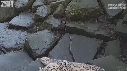 Hilarious Pet Moments