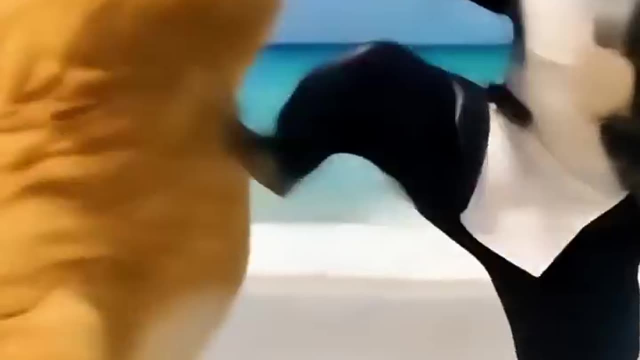 Ai 😼