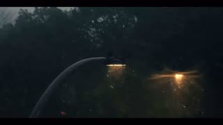 Morning Veins – where light begins to breathe.