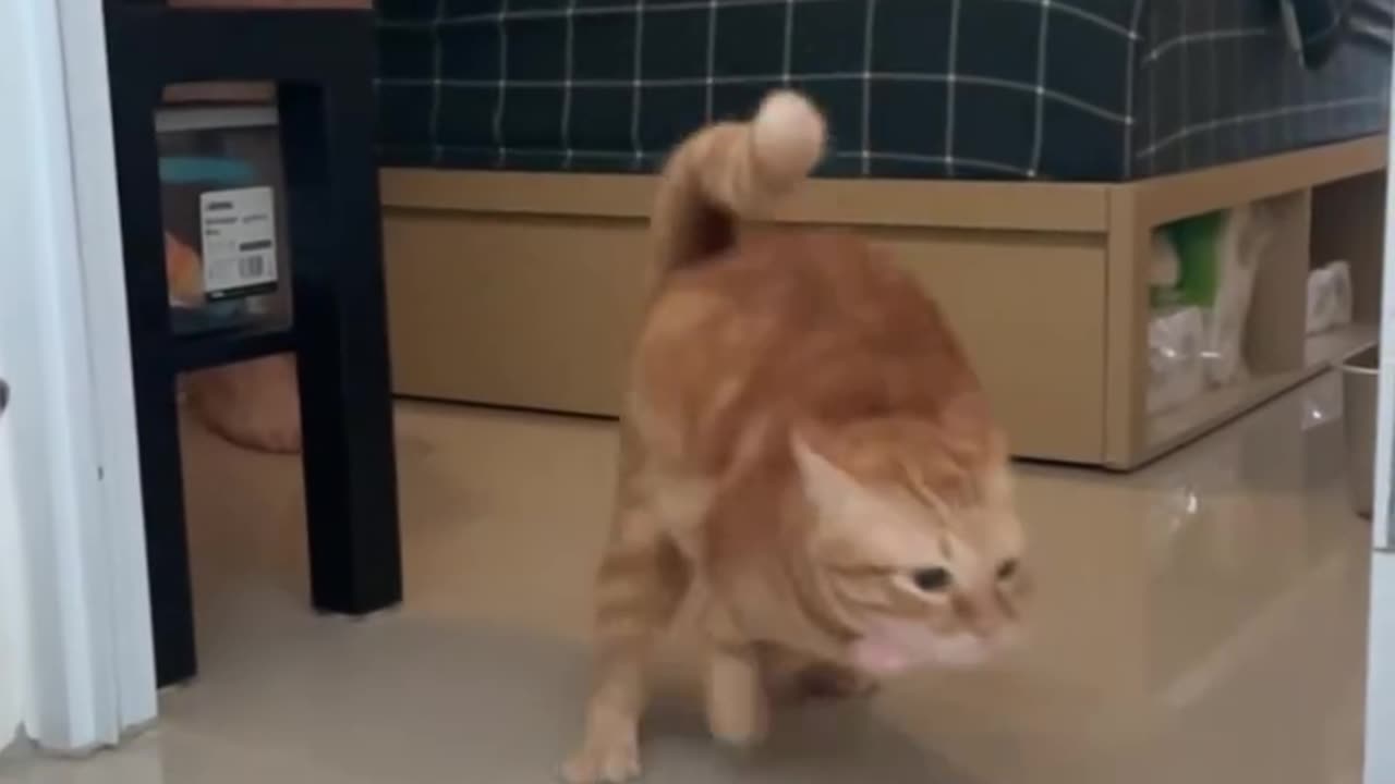 These orange cats are insane