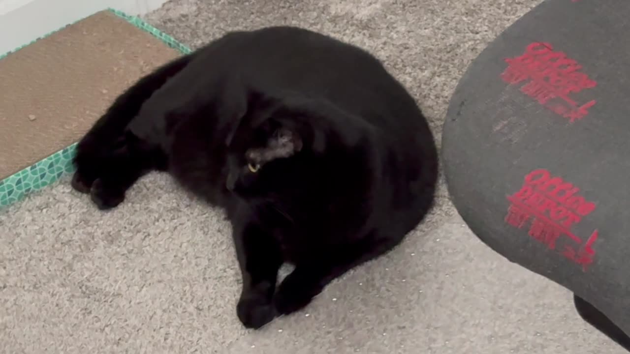 Cute Precious Piper is Practicing Being a Croissant - Adopting a Cat from a Shelter Vlog