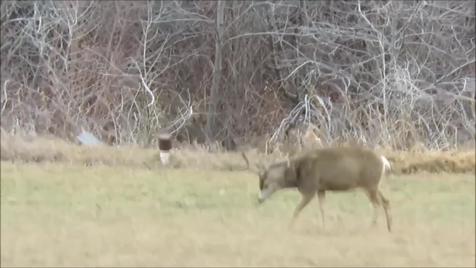 Thousand Peak Bigfoot Growls & Chomps Teeth at Elk Hunters