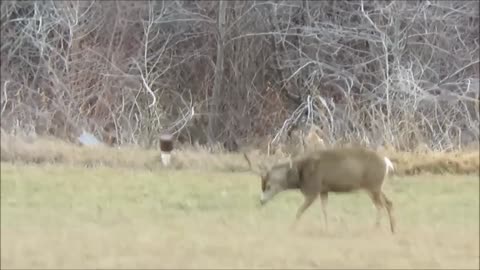 Thousand Peak Bigfoot Growls & Chomps Teeth at Elk Hunters