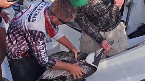 Pelican Rescue
