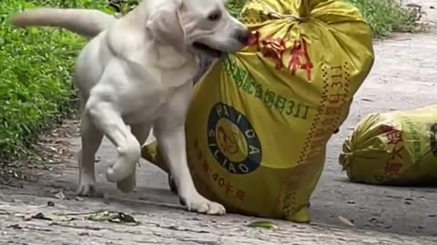 Real Love in Animals 🐕 | Dog Caring for His Mother ❤️
