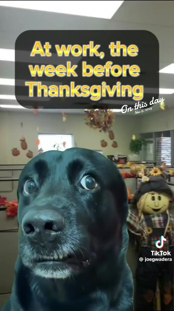 THE WEEK BEFORE🙃 THANKSGIVING