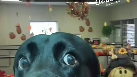 THE WEEK BEFORE🙃 THANKSGIVING