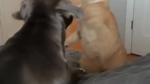 Funny Animal Videos 16