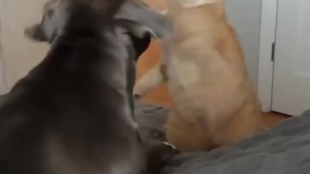Funny Animal Videos 16