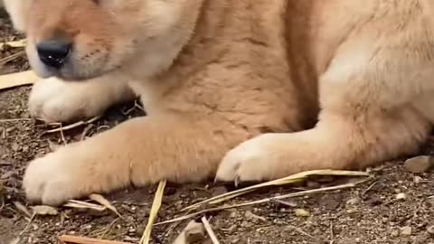 newborn tail friend explores garden path peacefully