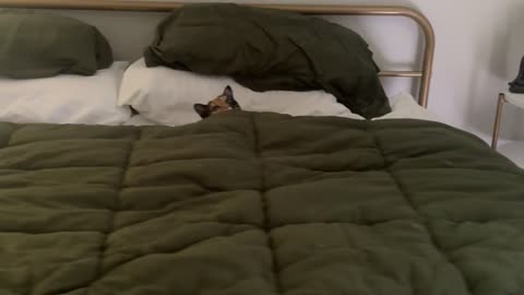 Naughty Cat Tucks Herself Into Bed