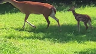 Young Deer Fawn Trying To Keep Up With Mother