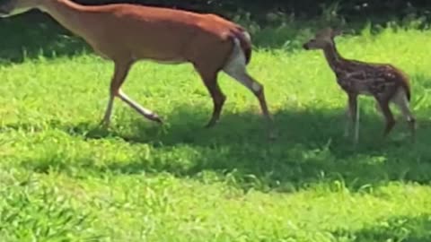 Young Deer Fawn Trying To Keep Up With Mother